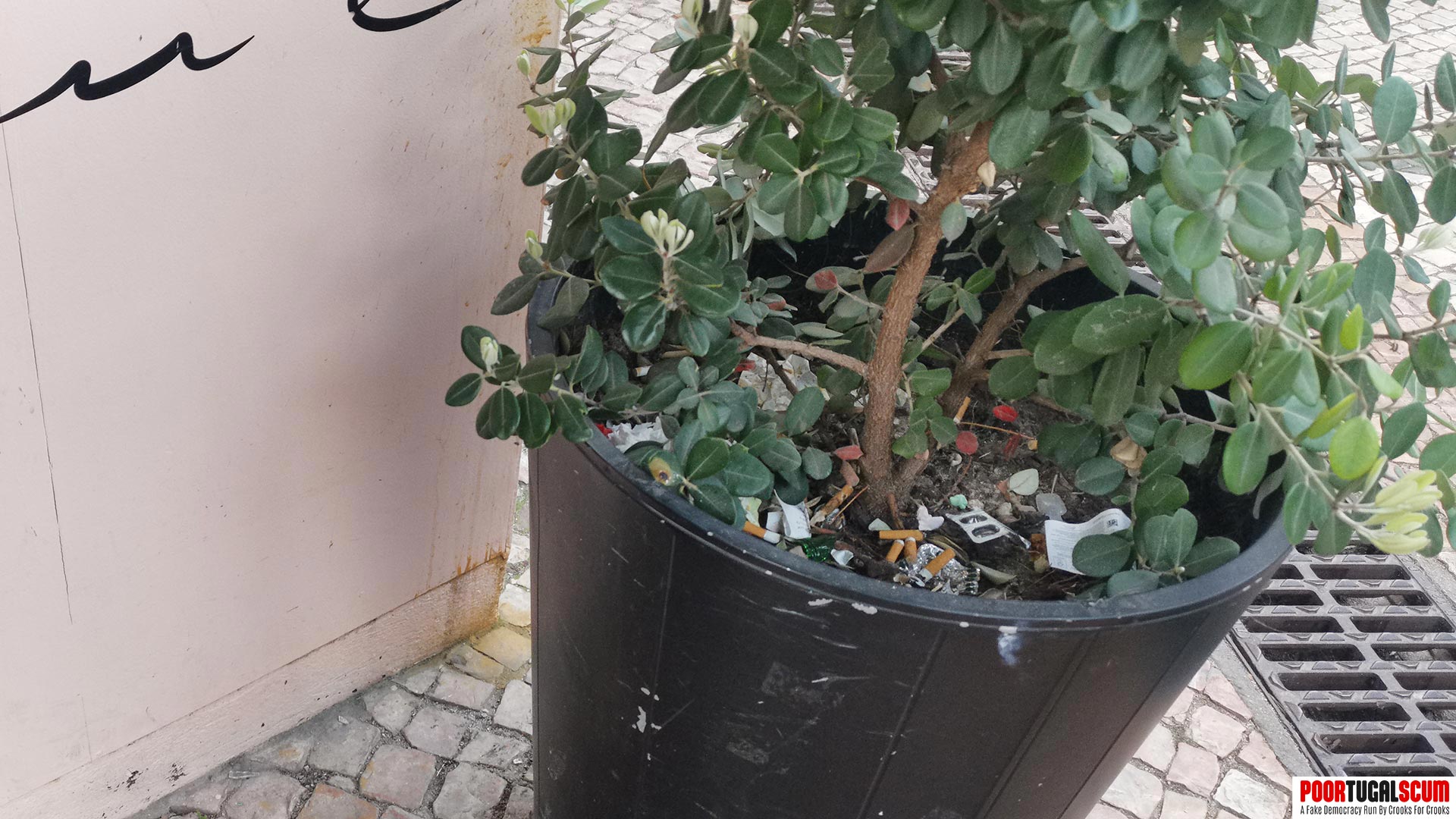 Potted plant full of cigarette butts at the entrance to a cafe in Portugal